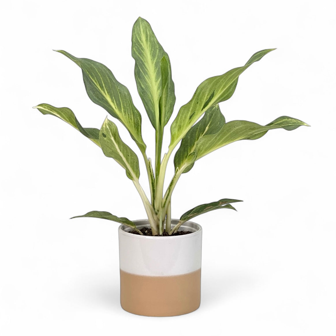 Cache-pot 'Rosy' Ø12 cm