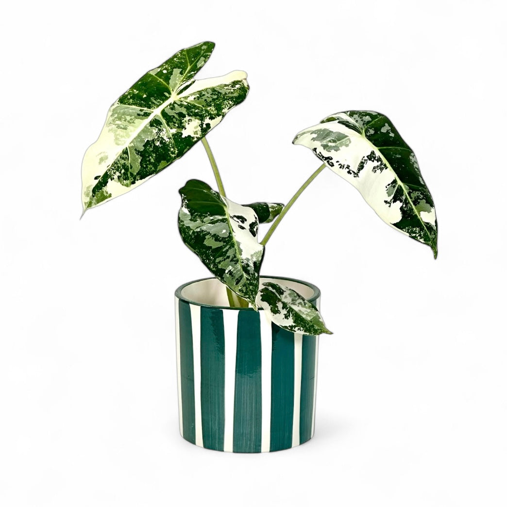 Cache-pot 'Stripe' vert Ø9 cm