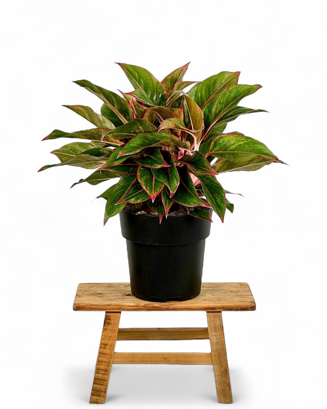 Aglaonema Jungle Red XL