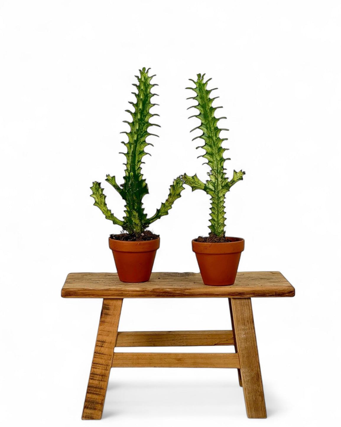 Euphorbia Lactea Variegata