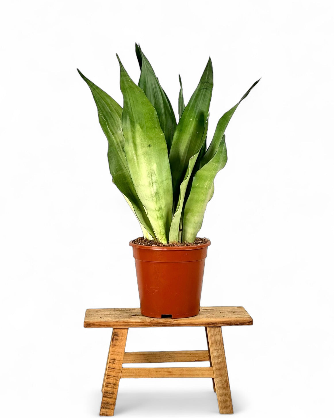 Sansevieria Moonshine pot Ø17 cm
