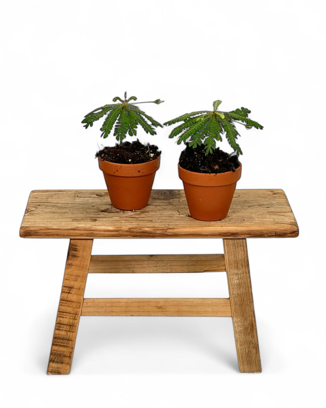 Biophytum Sensitivum