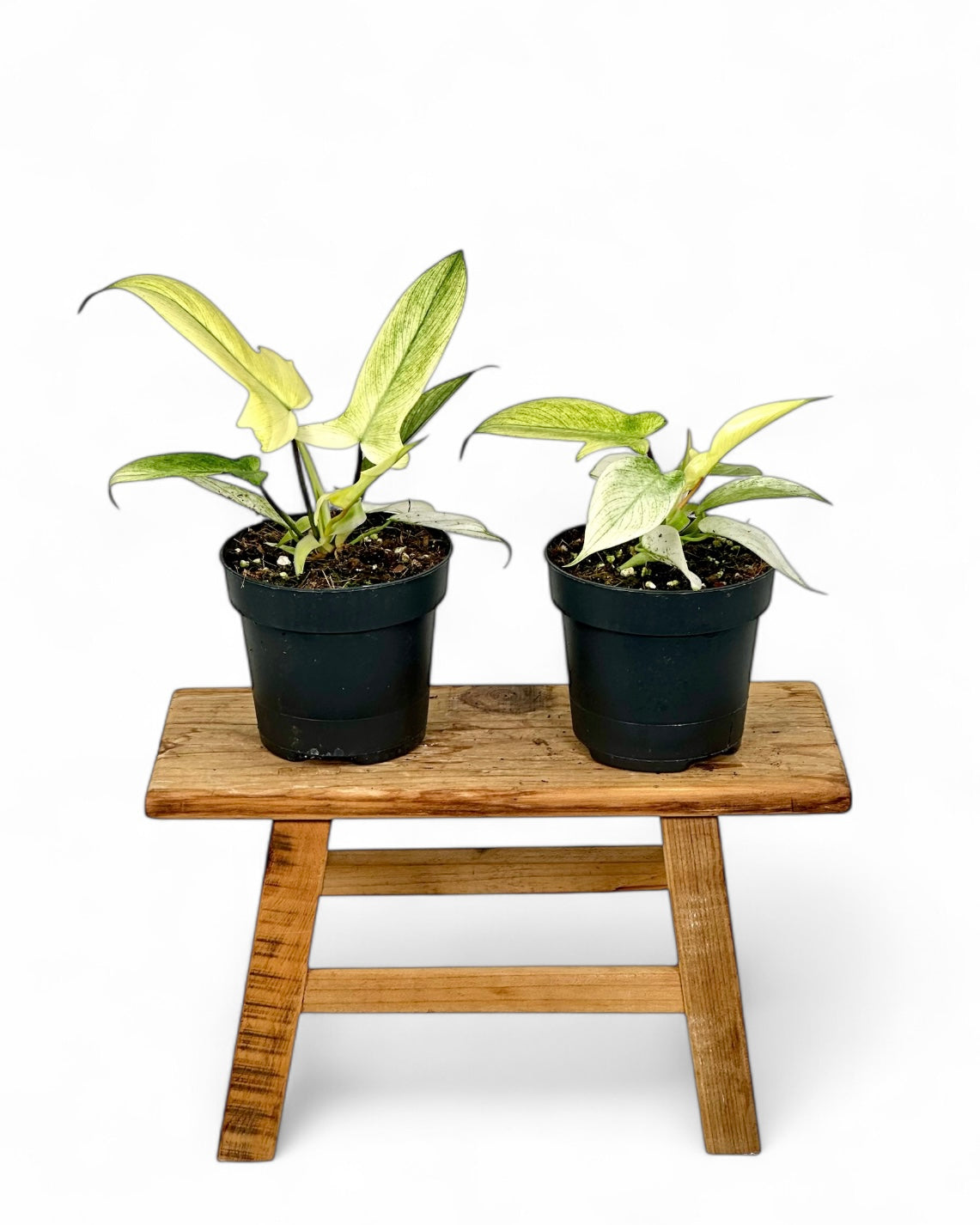 Philodendron Florida Ghost juvénile