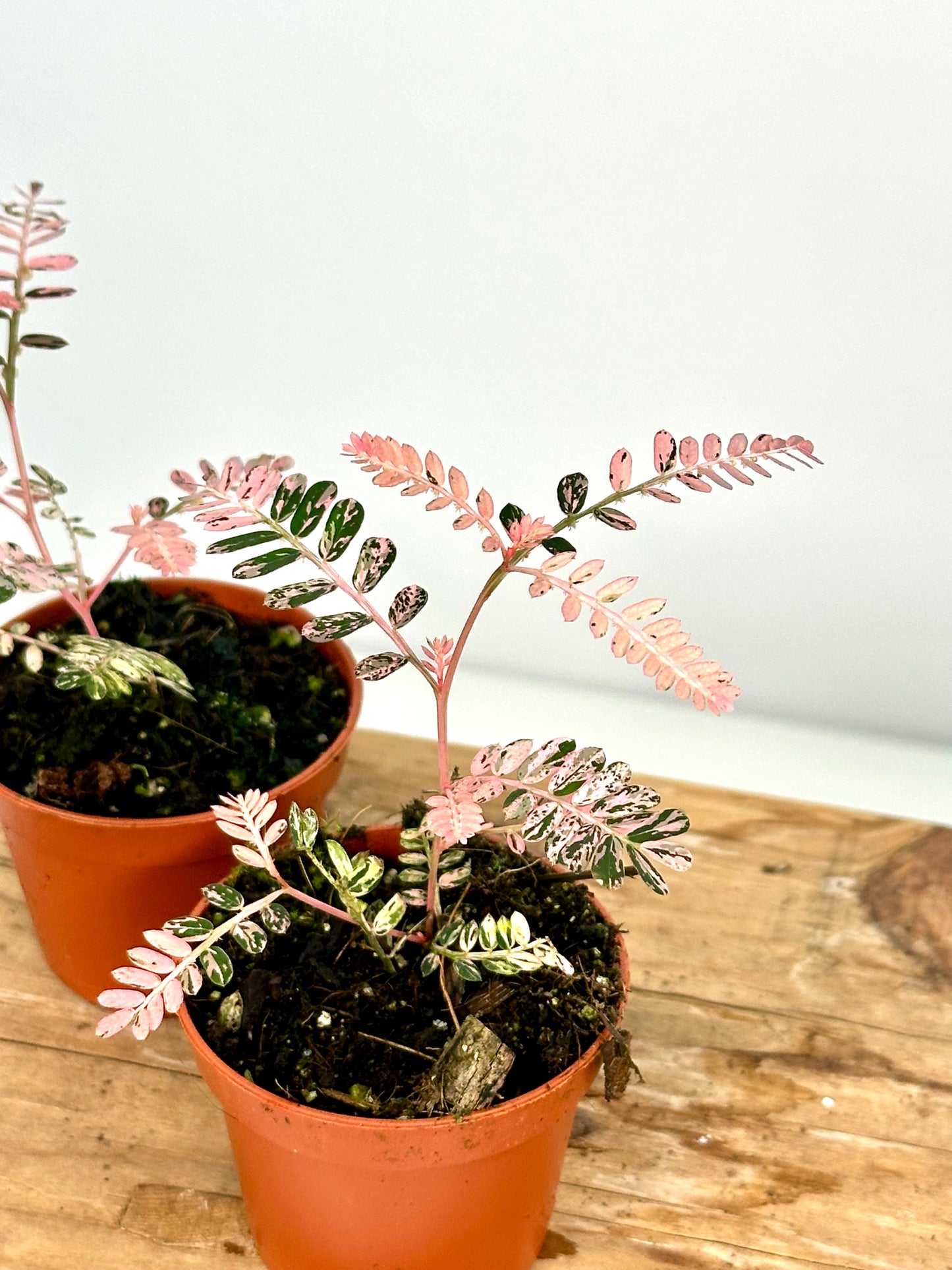 Phyllanthus Urinaria variegata - Baby plant