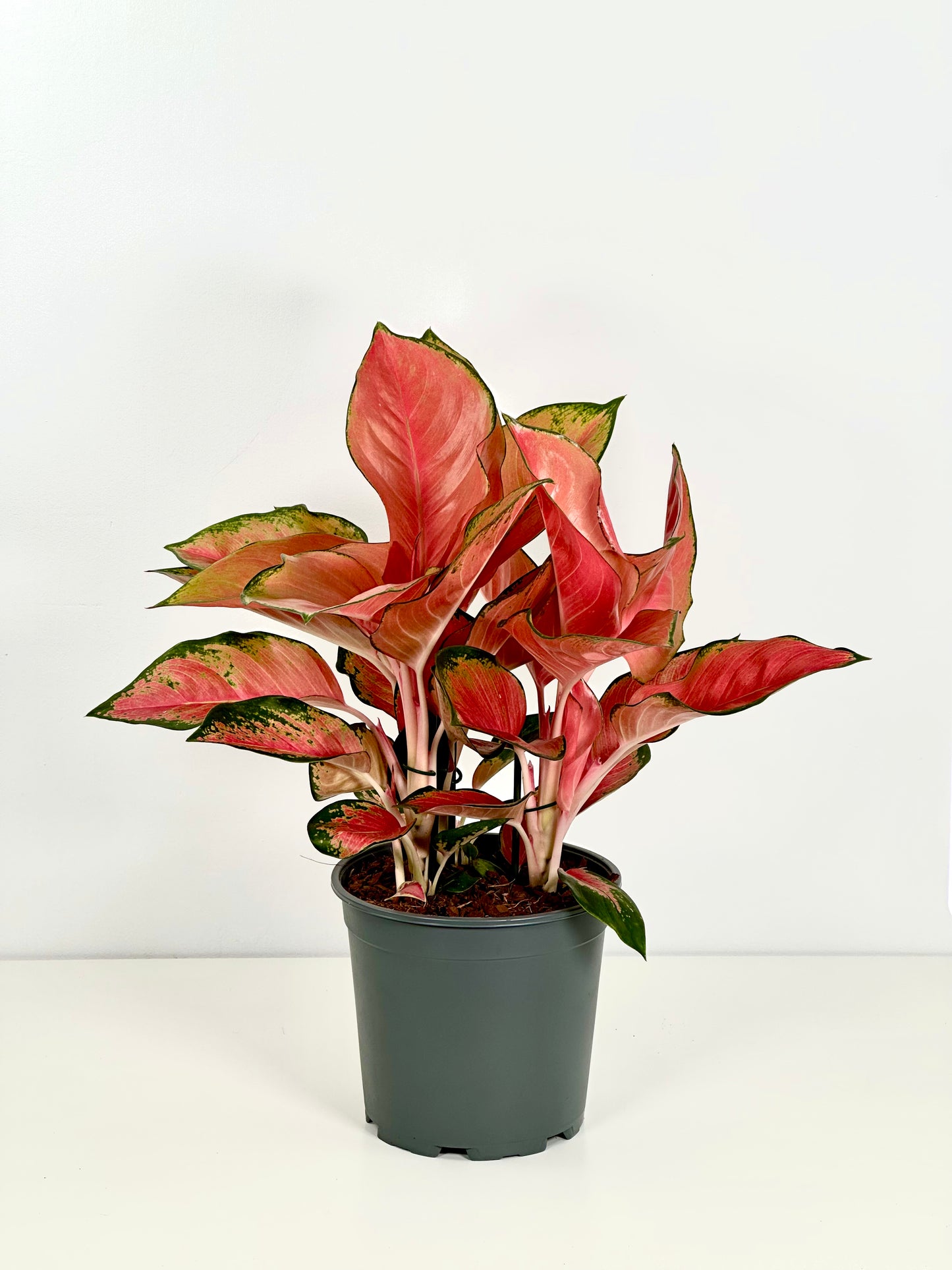 Aglaonema China Red XL