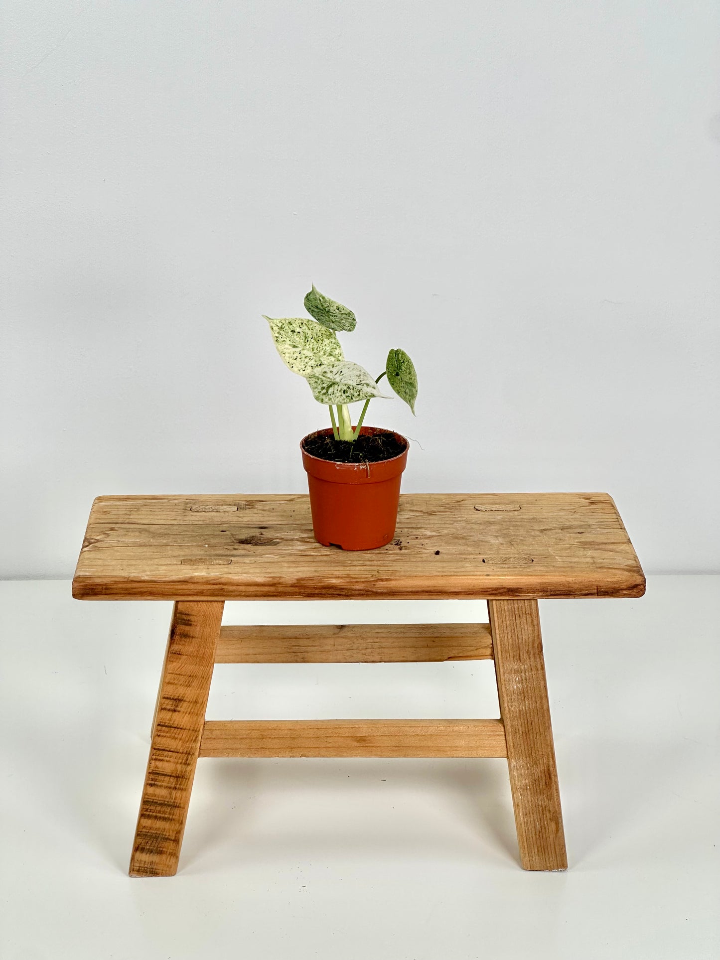 Alocasia Dragon Scale Mint variegata