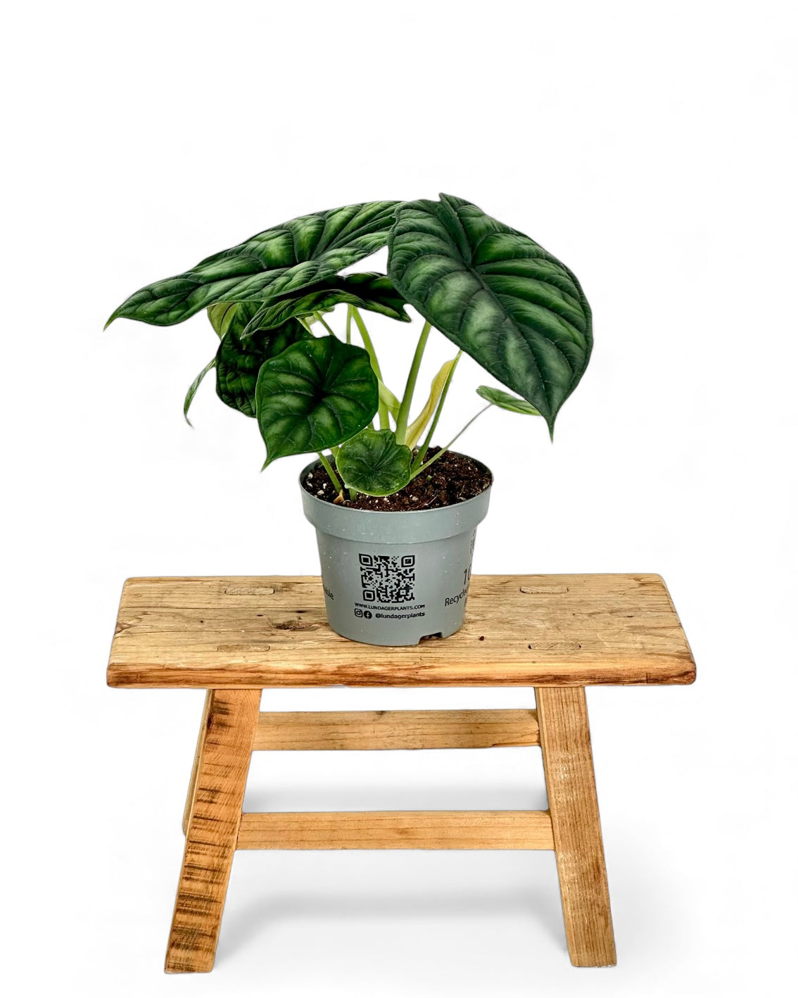 Alocasia Dragon Scale