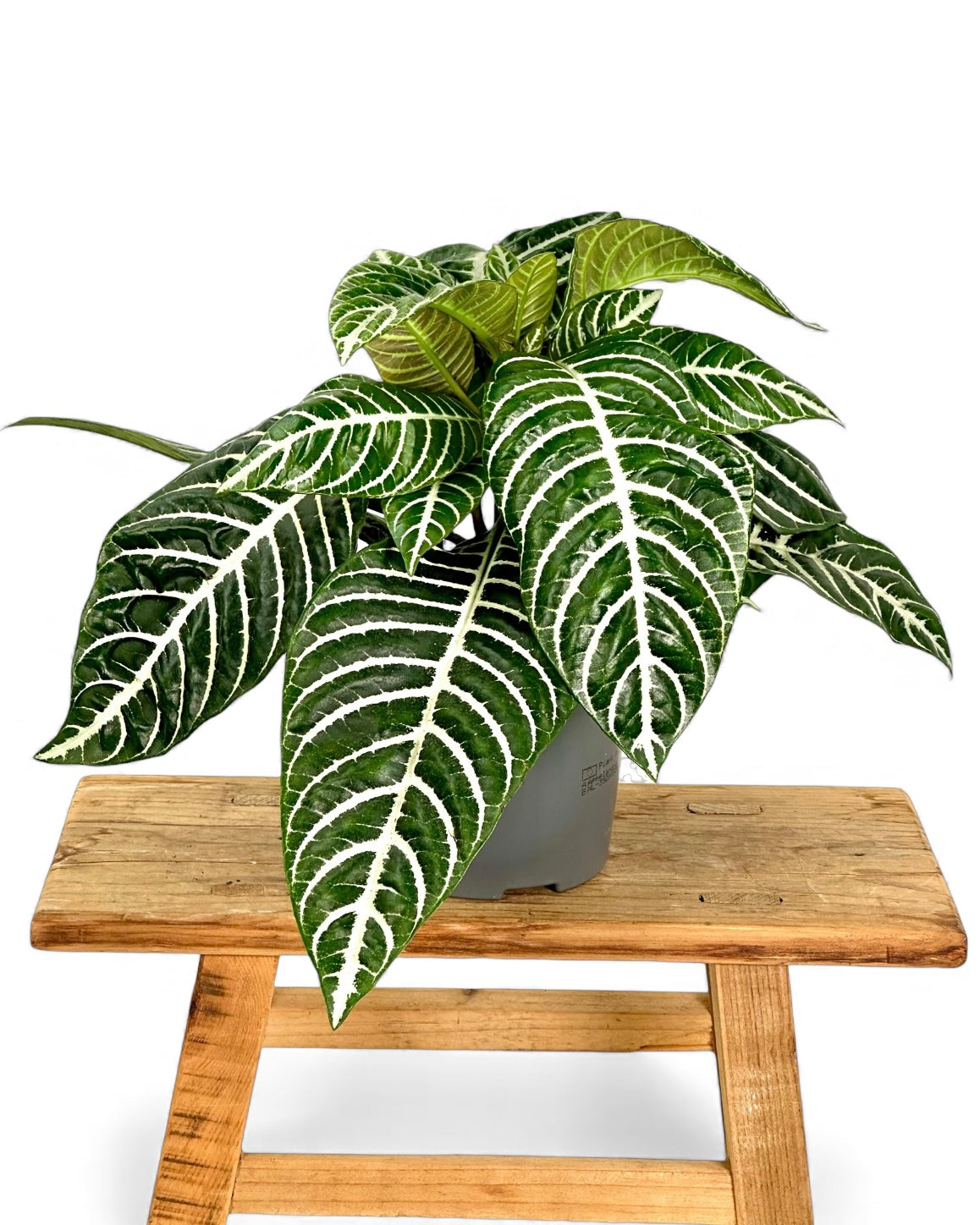 Aphelandra Squarrosa 'Green'