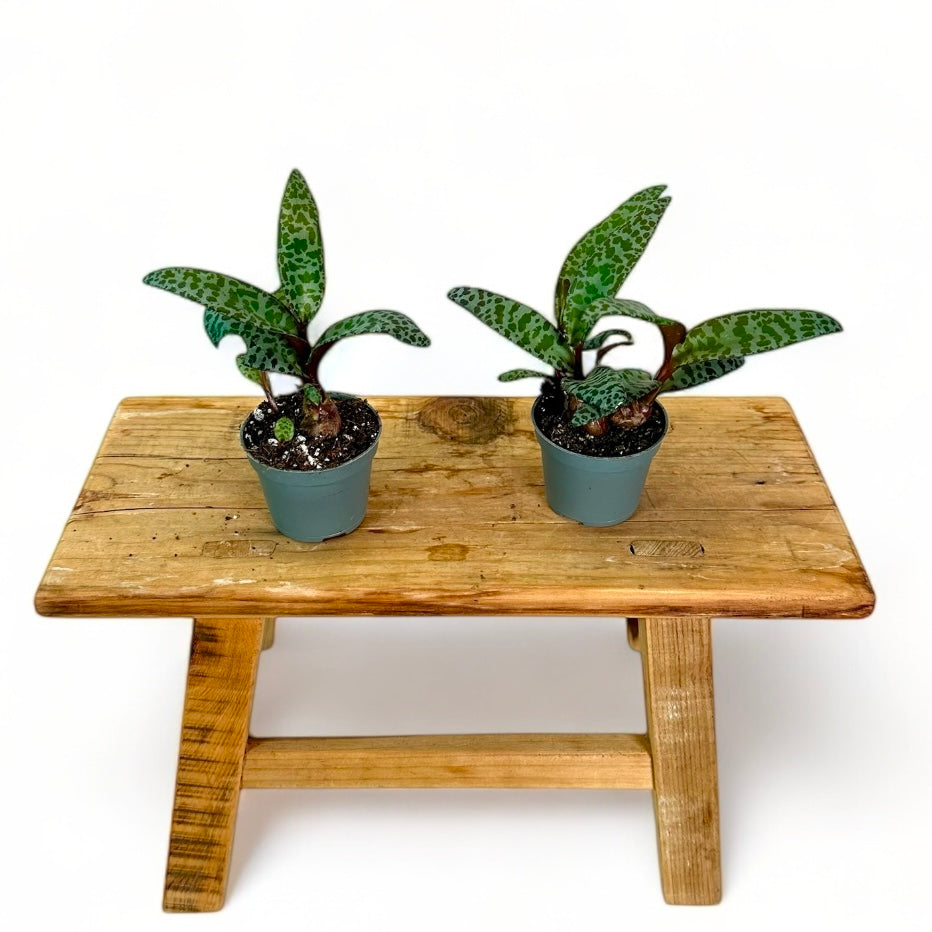 Scilla Ledebouria - Baby plant