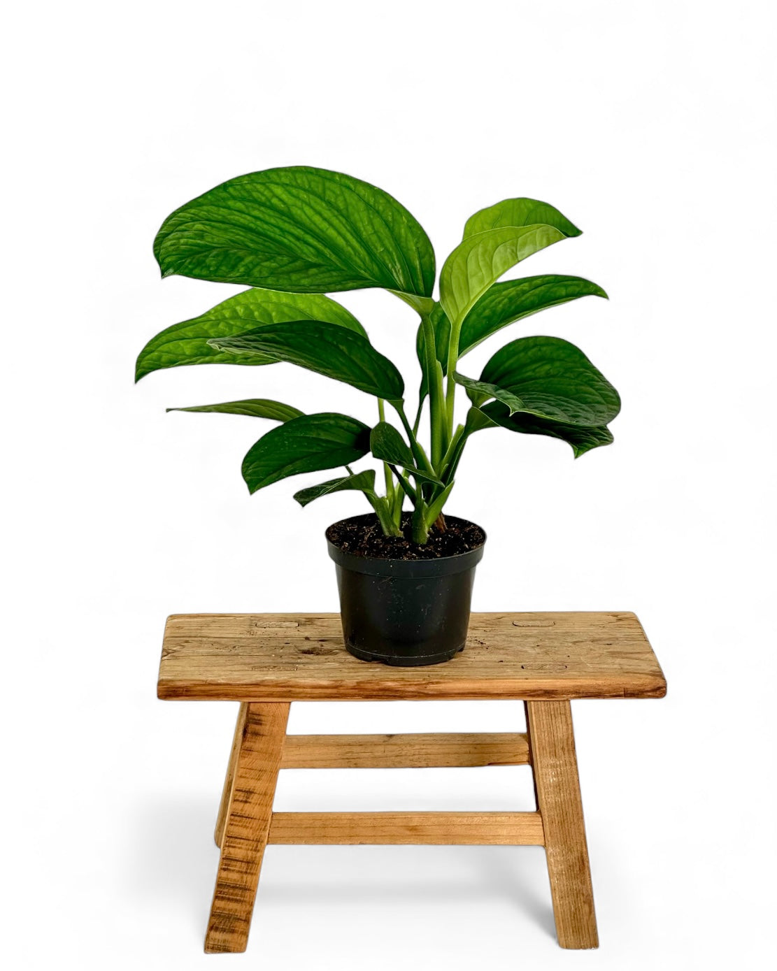 Monstera Pinnatipartita