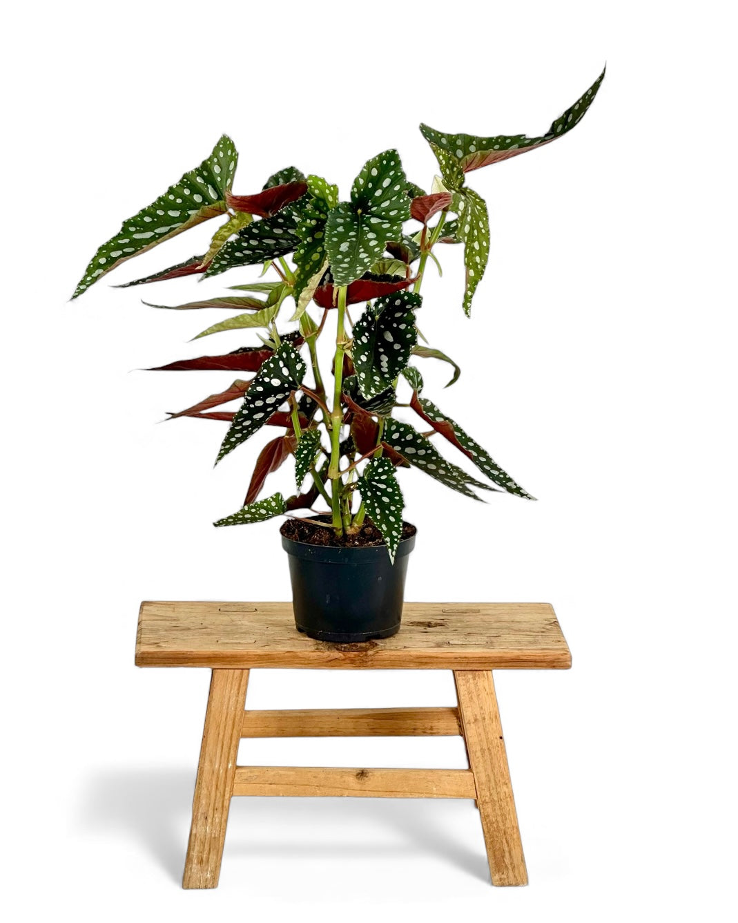 Bégonia Maculata ''Bubbles''