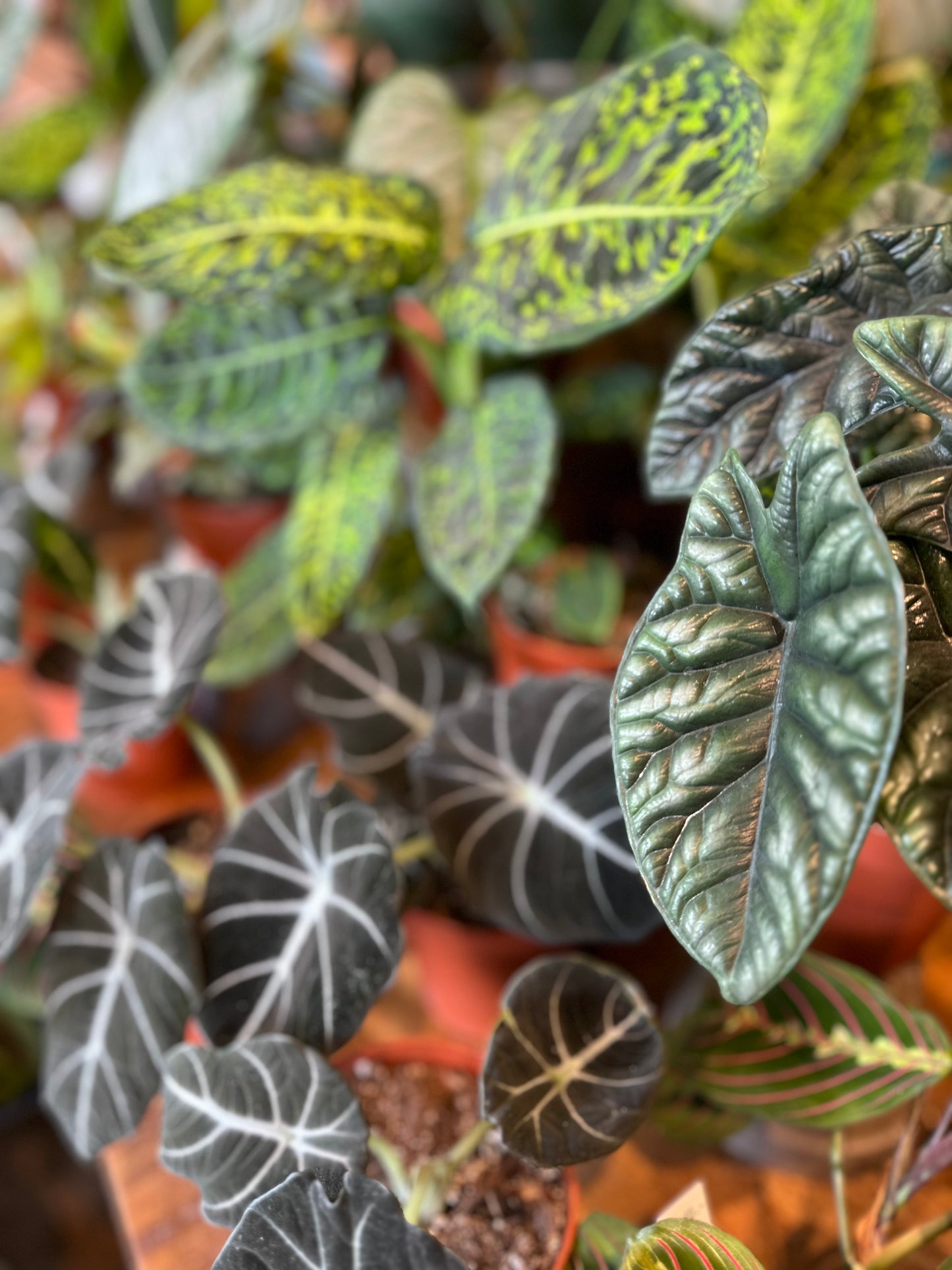 Atelier - Bouturer et multiplier ses plantes
