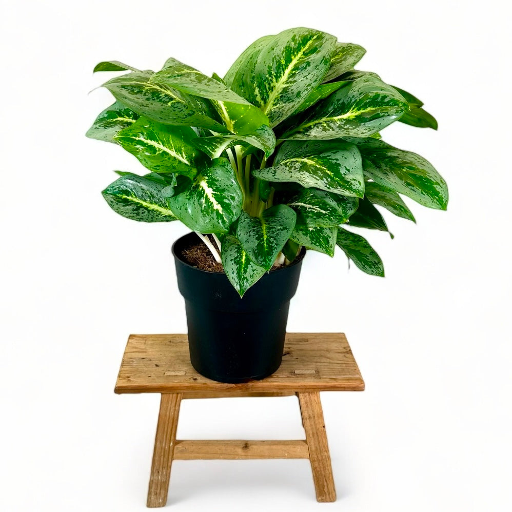 Aglaonema Lemon Mint XL