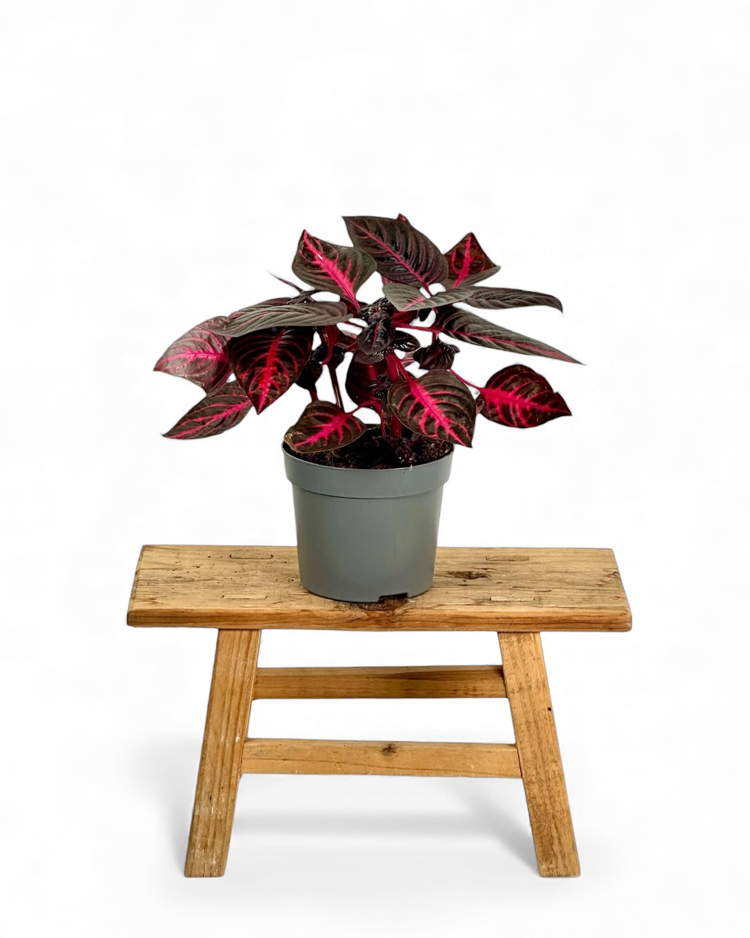 Iresine Herbstii Red