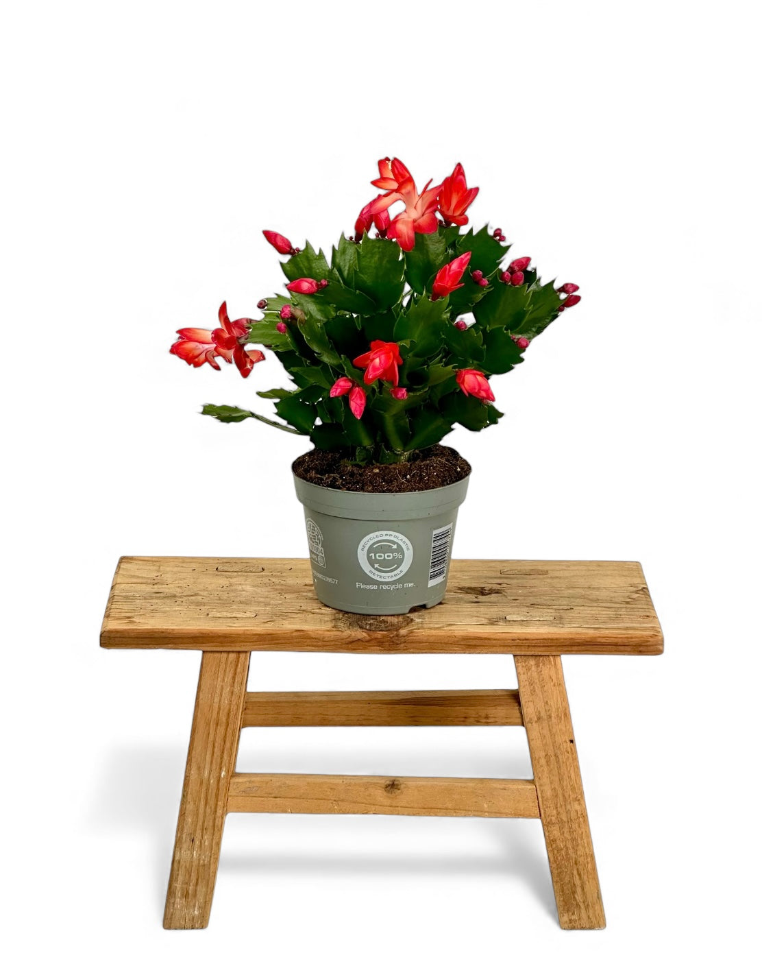 Schlumbergera - Cactus de Noël - Rouge