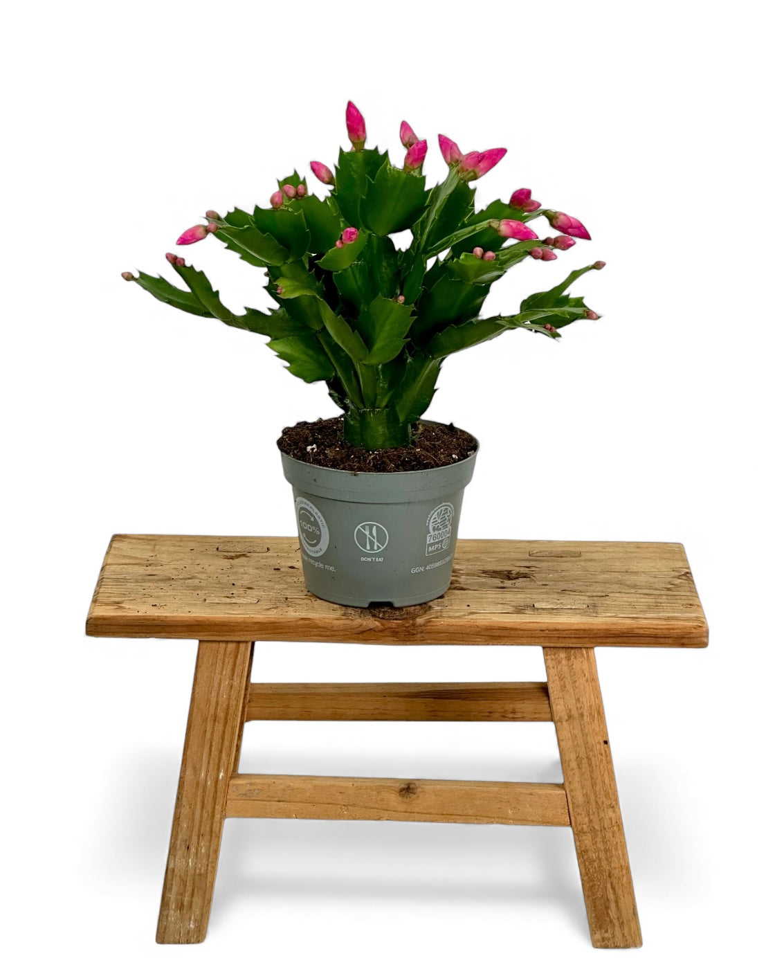 Schlumbergera - Cactus de Noël - Rose