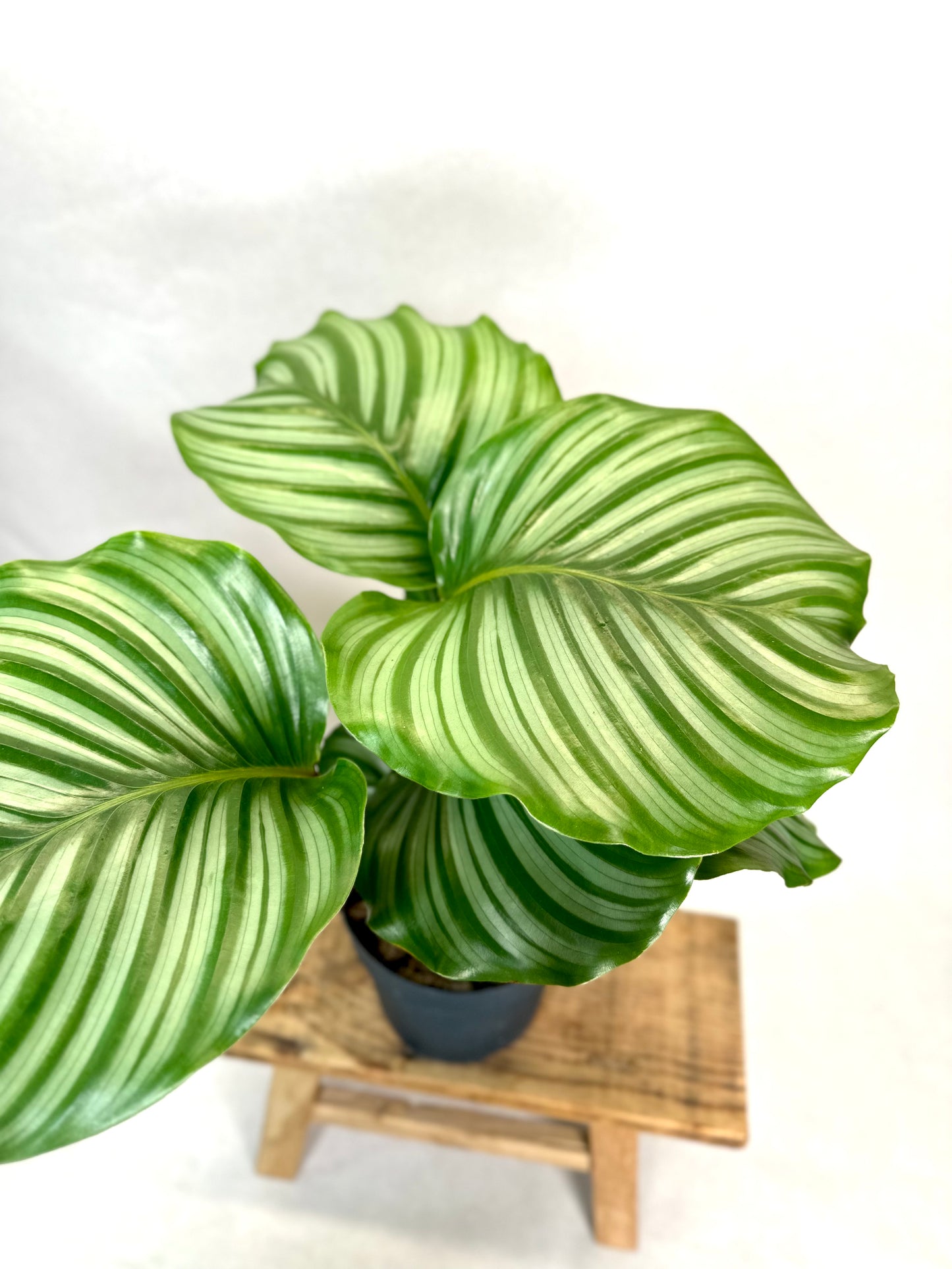Calathea Orbifolia
