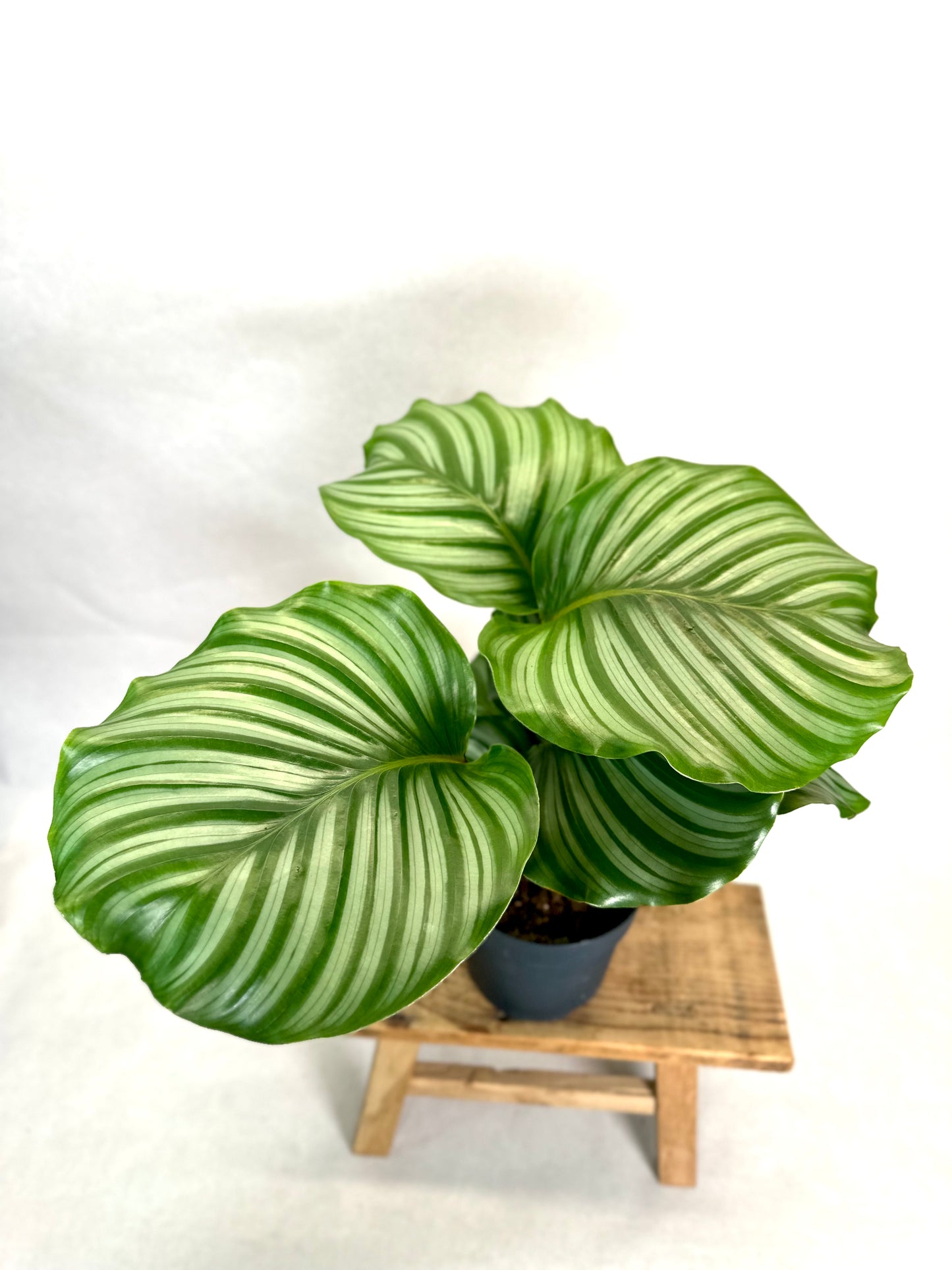 Calathea Orbifolia