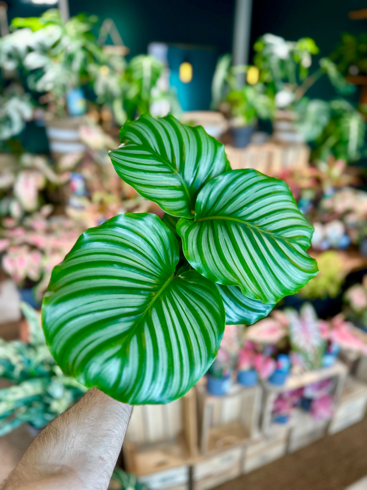 Calathea Orbifolia