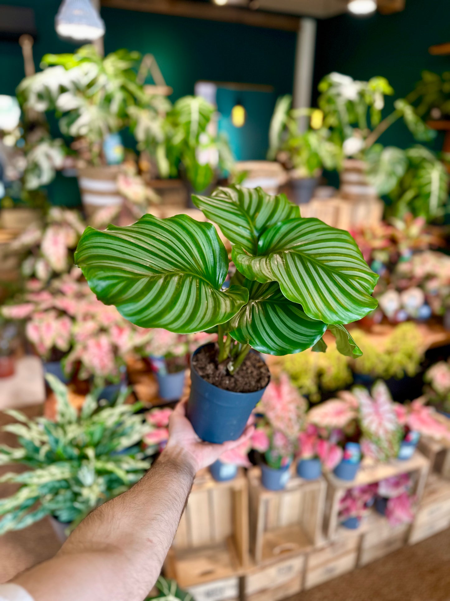 Calathea Orbifolia