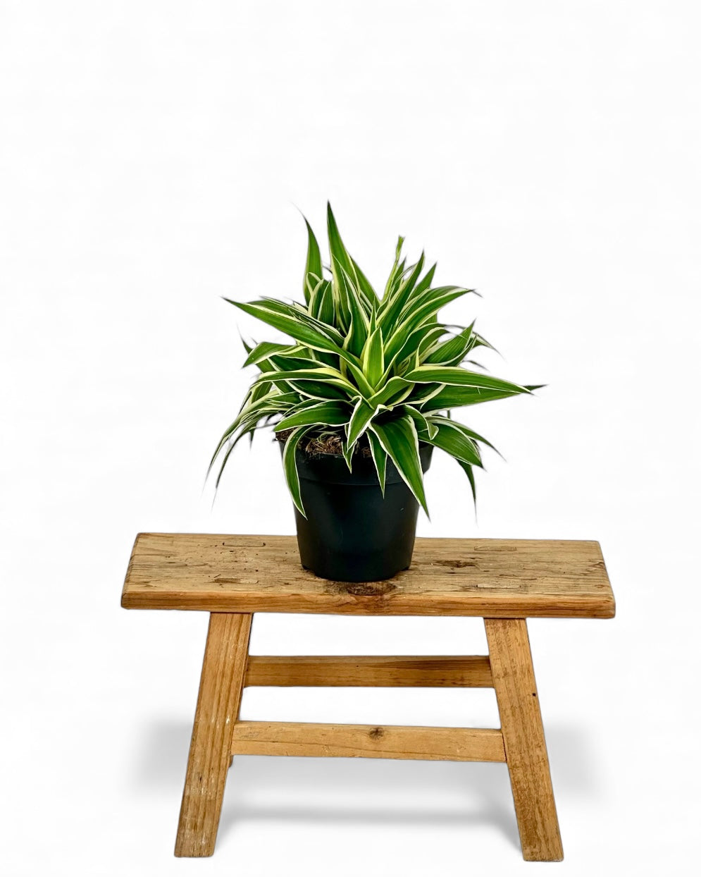 Chlorophytum Comosum Ocean