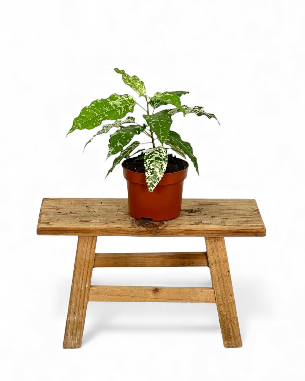 Ficus Snowstorm