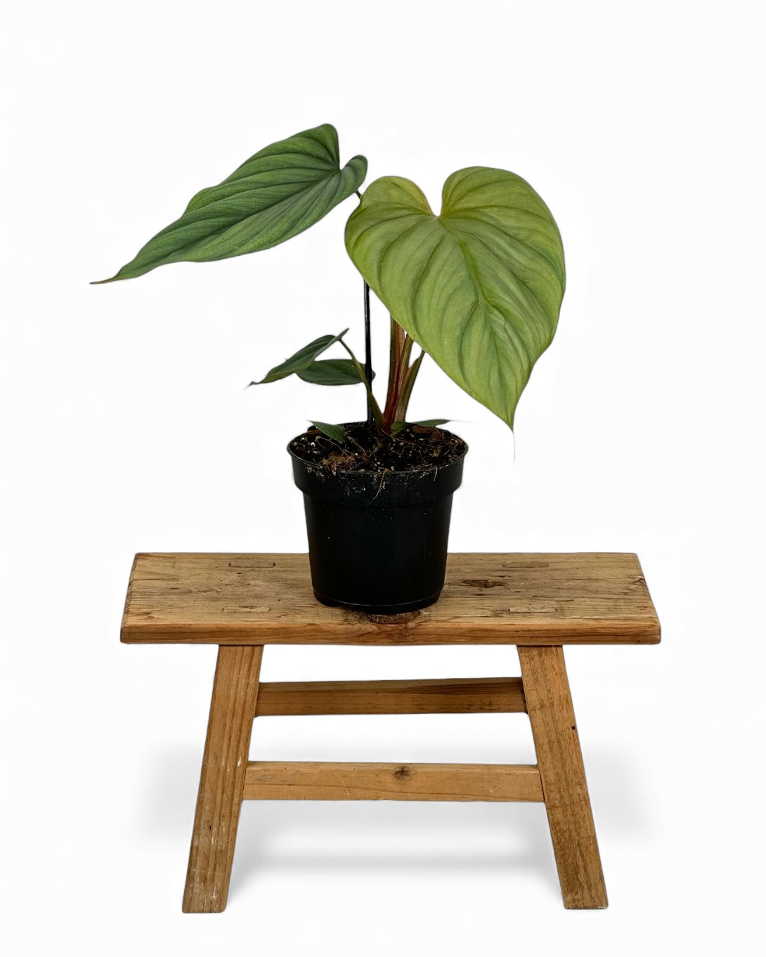 Philodendron Colombia