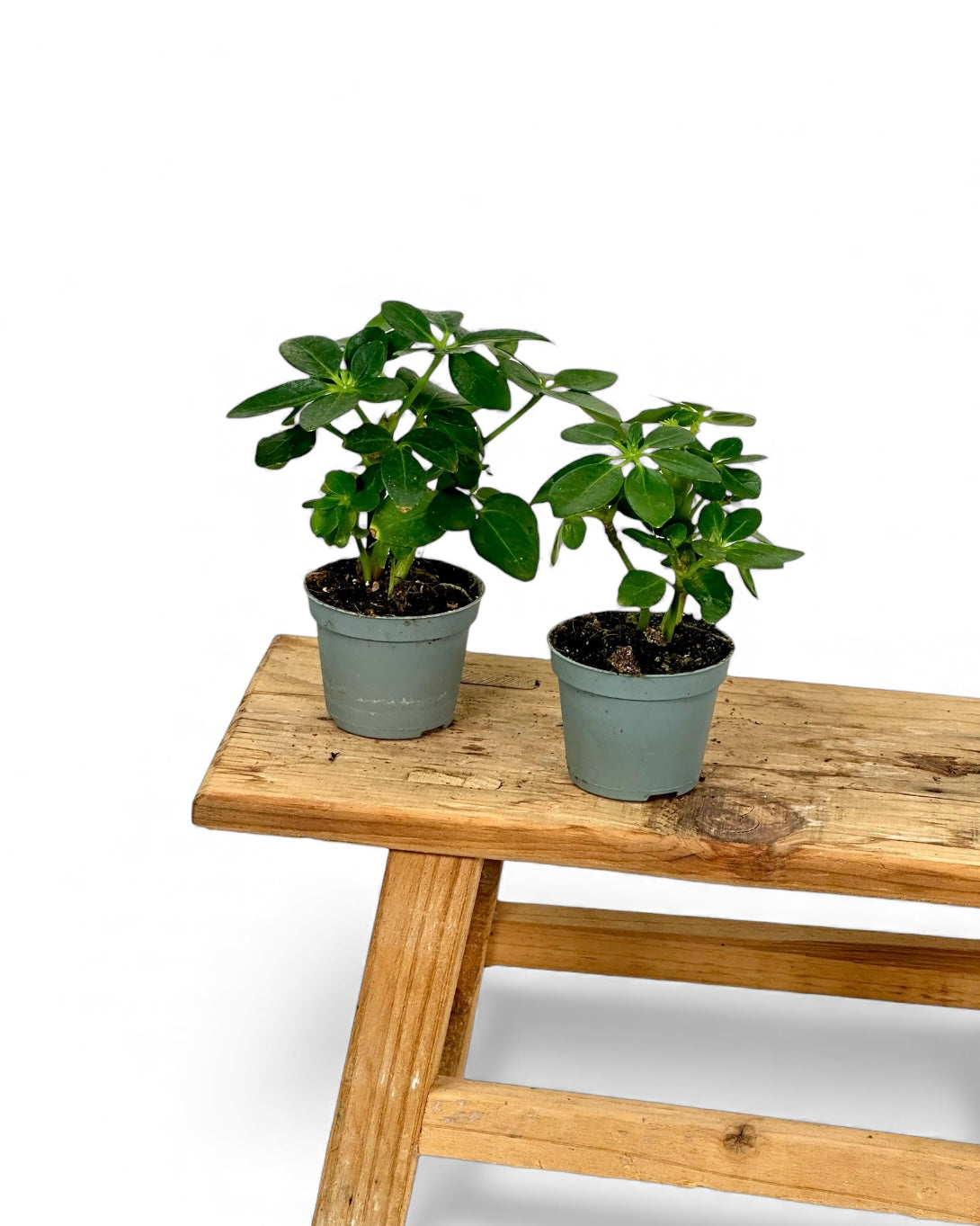 Schefflera Arboricola - Baby plant