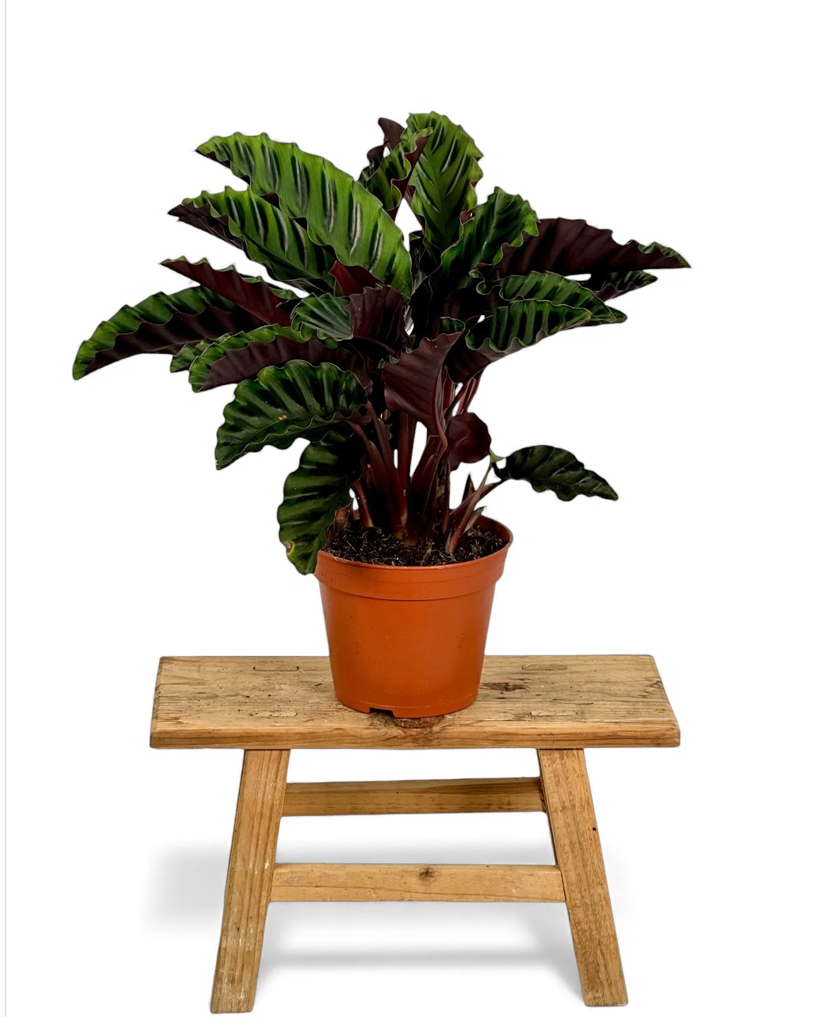 Calathea Velvet Glory