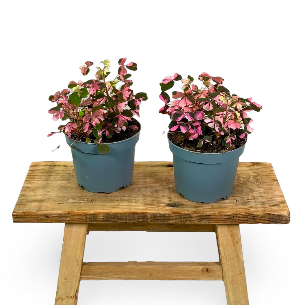 Oxalis Vulcanicola variegata