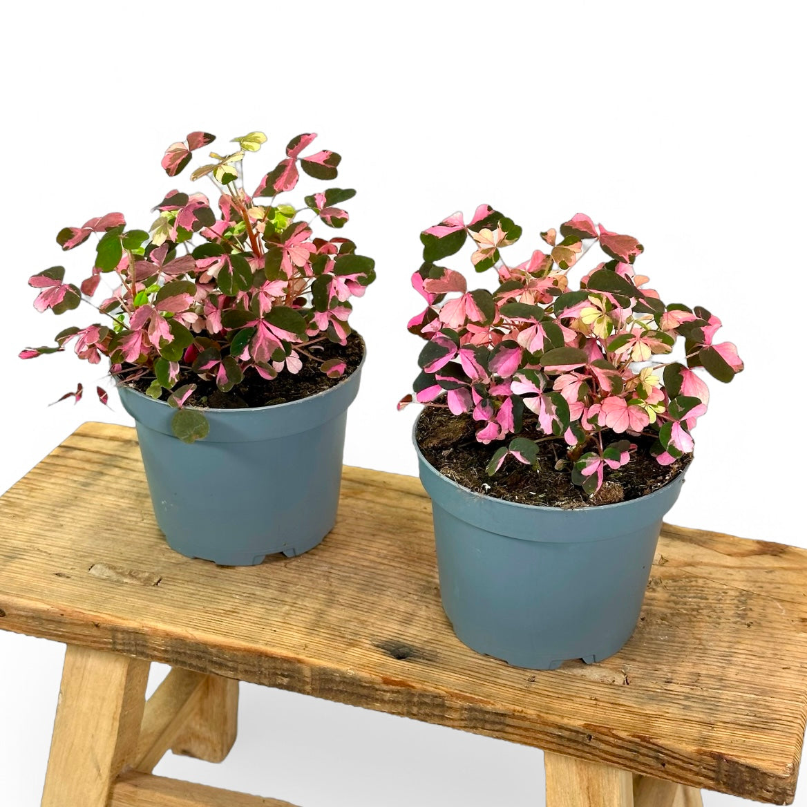 Oxalis Vulcanicola variegata