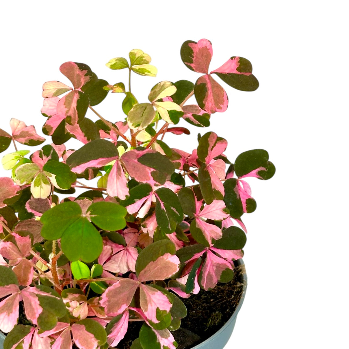 Oxalis Vulcanicola variegata