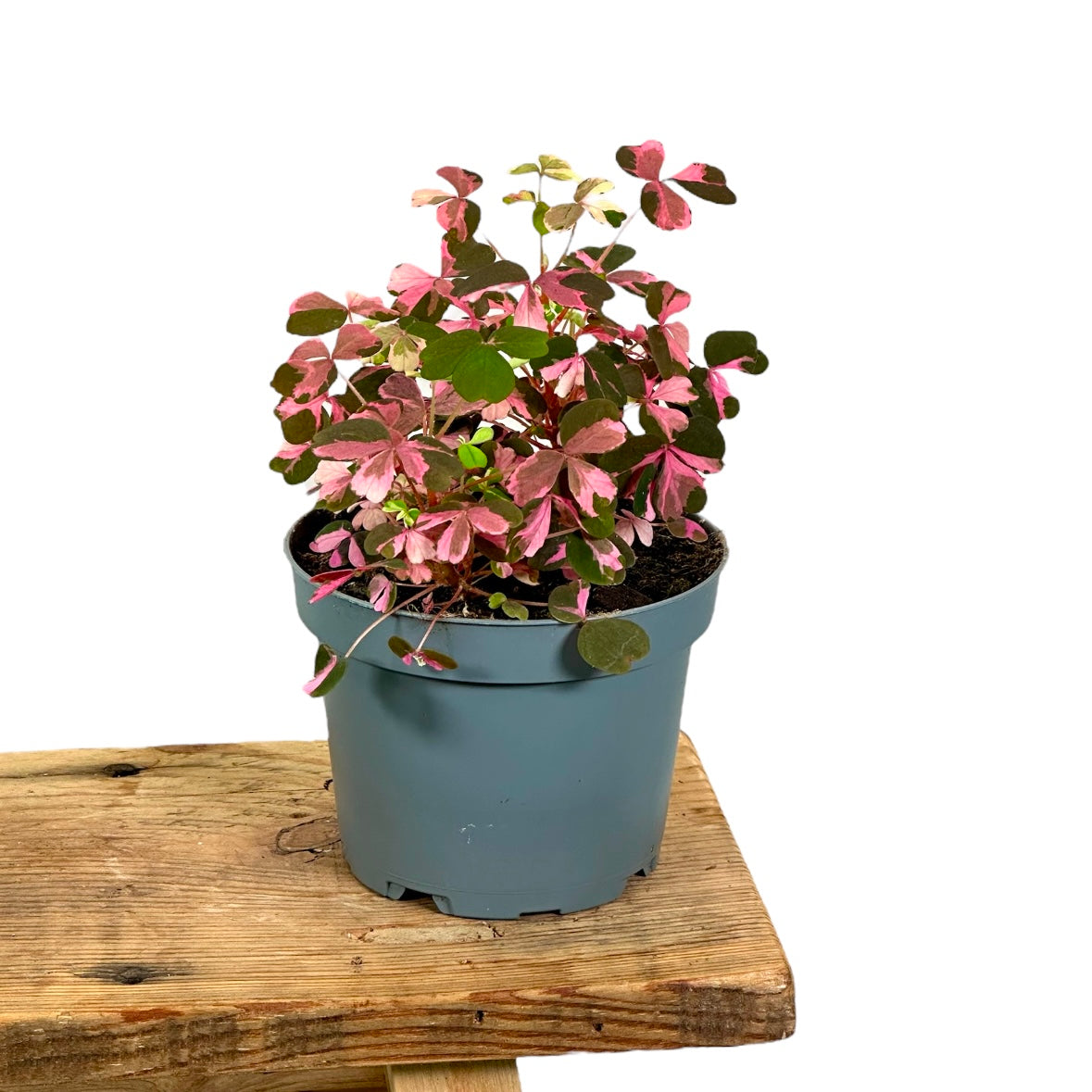 Oxalis Vulcanicola variegata