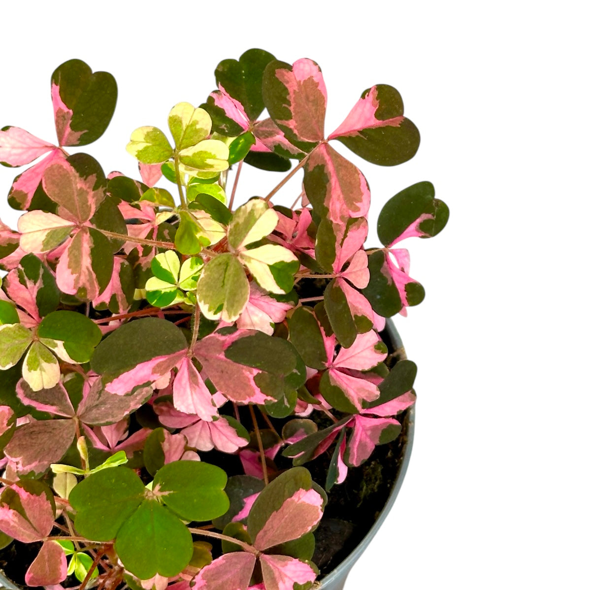 Oxalis Vulcanicola variegata