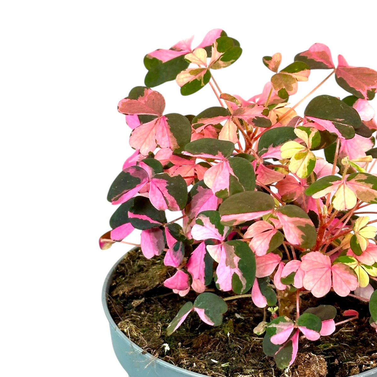 Oxalis Vulcanicola variegata