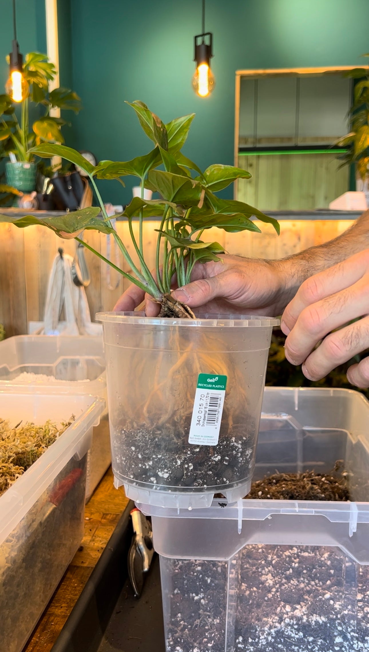Atelier - Rempoter ses plantes