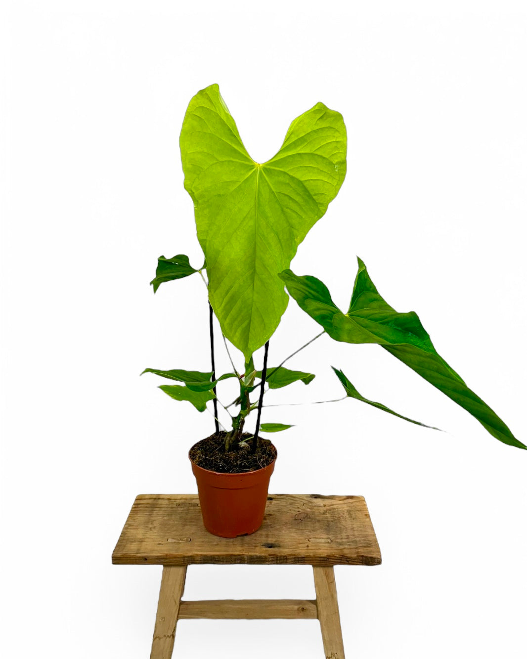 Anthurium Balaoanum