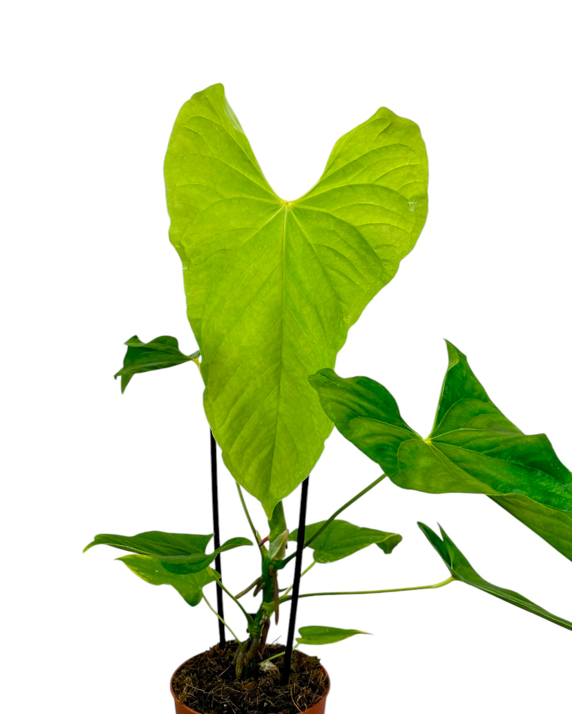 Anthurium Balaoanum