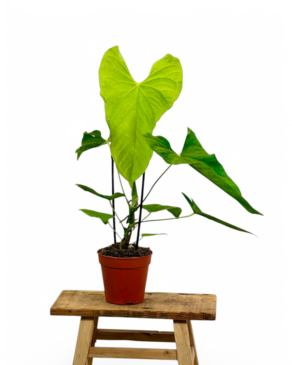 Anthurium Balaoanum