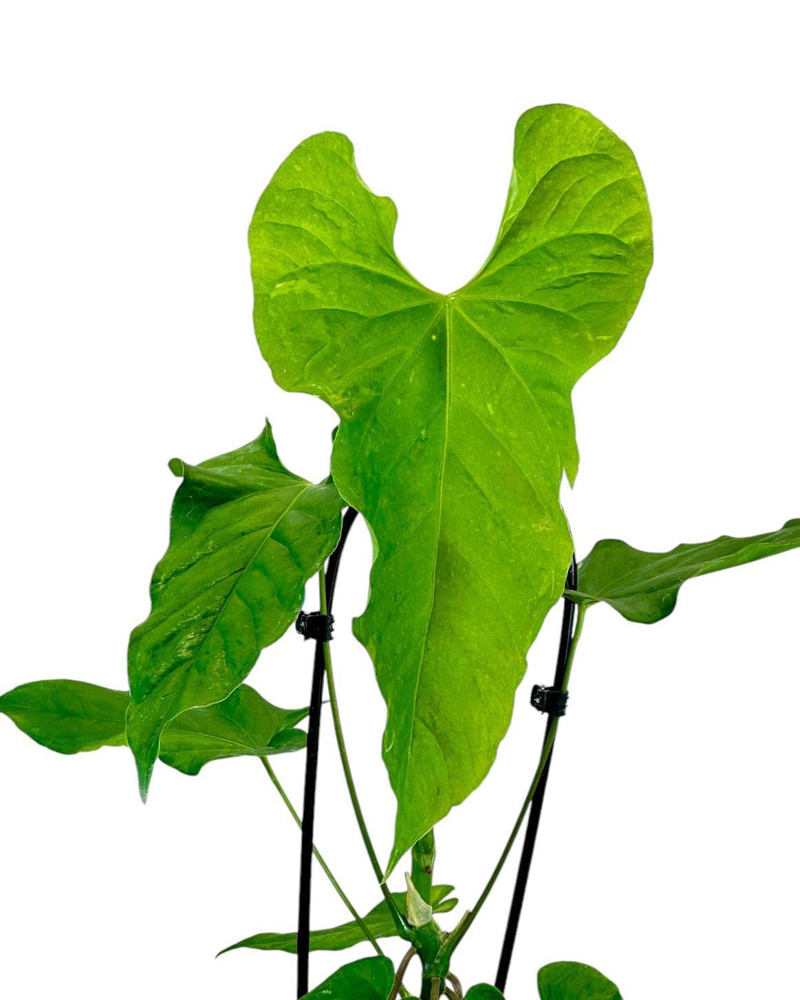 Anthurium Balaoanum