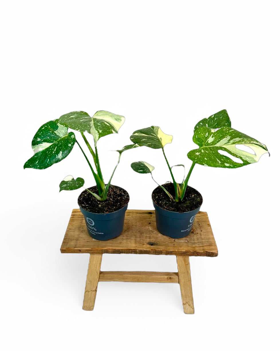 Monstera Thai Constellation - M