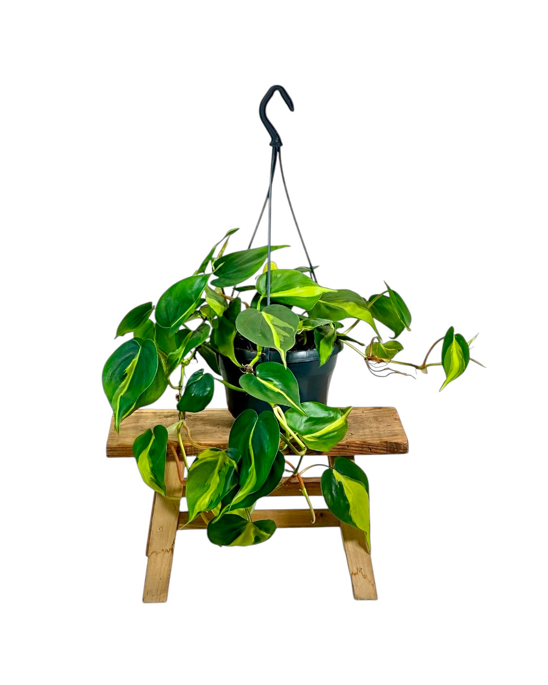 Philodendron Brasil - suspension