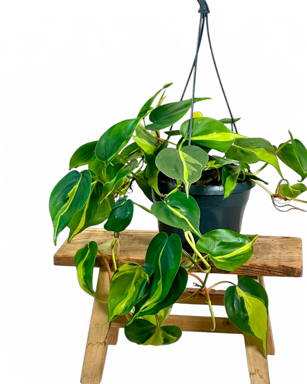 Philodendron Brasil - suspension