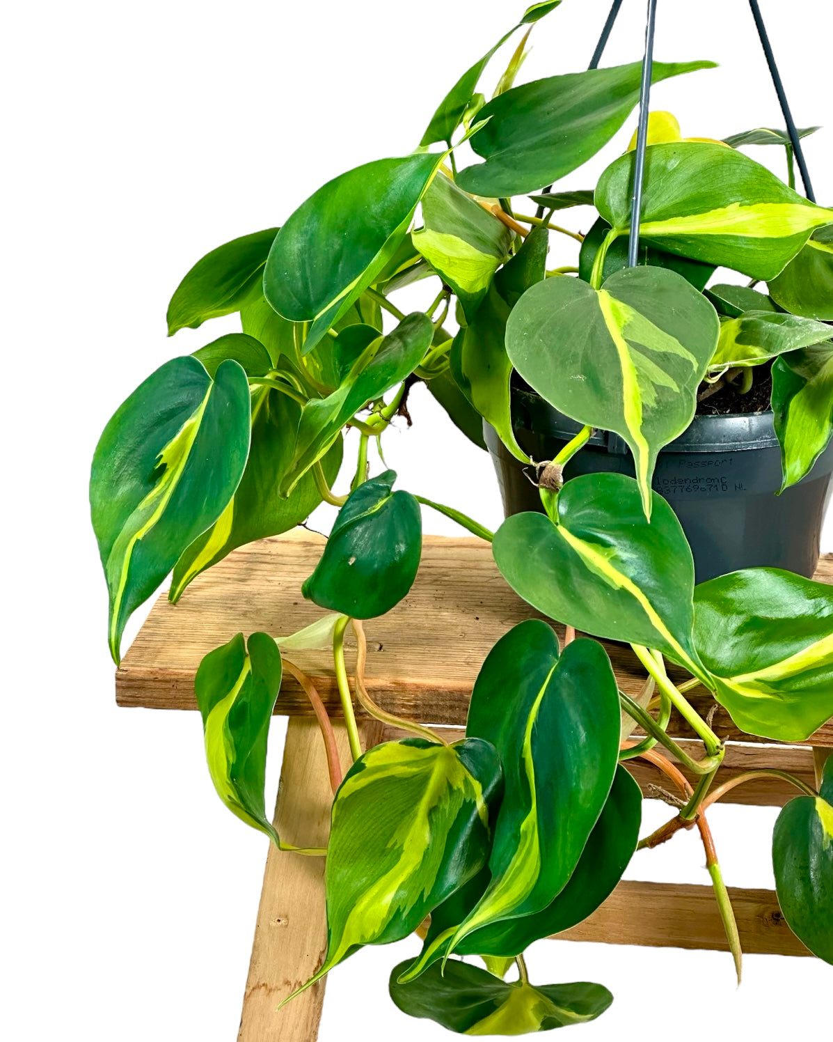 Philodendron Brasil - suspension