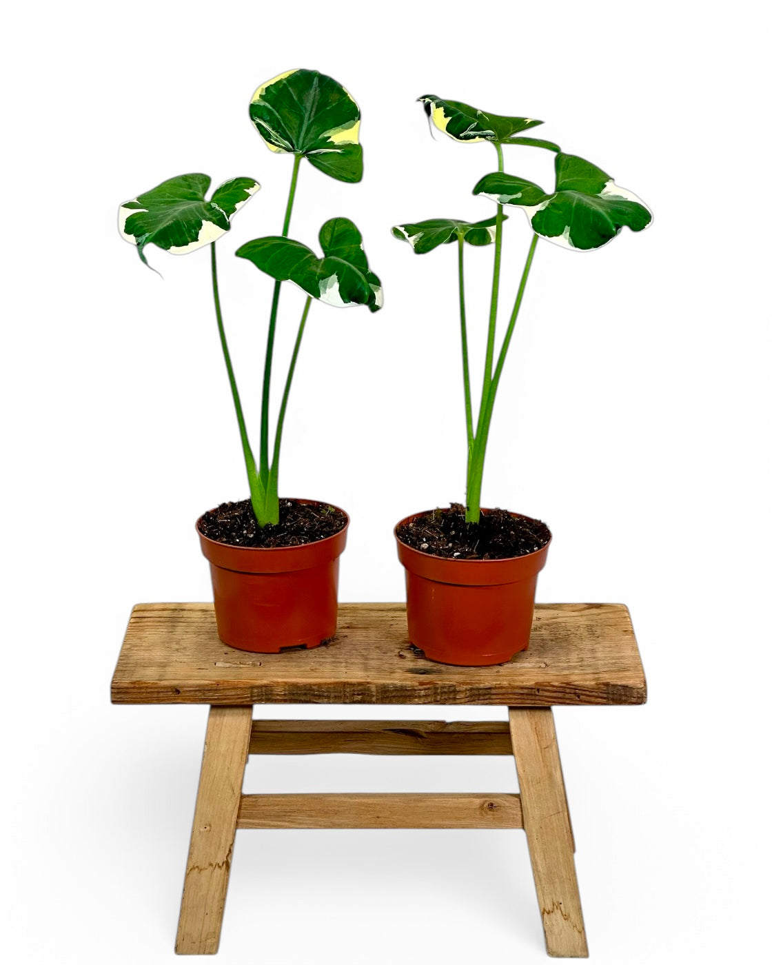 Alocasia Mickey Mouse - Xanthosoma Monstrosum Variegata