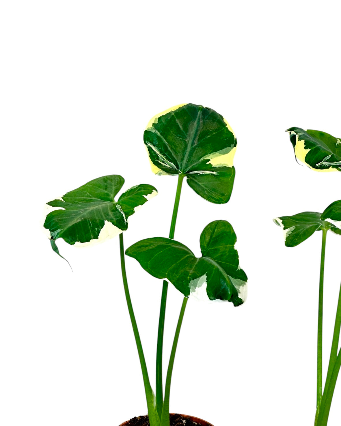 Alocasia Mickey Mouse - Xanthosoma Monstrosum Variegata
