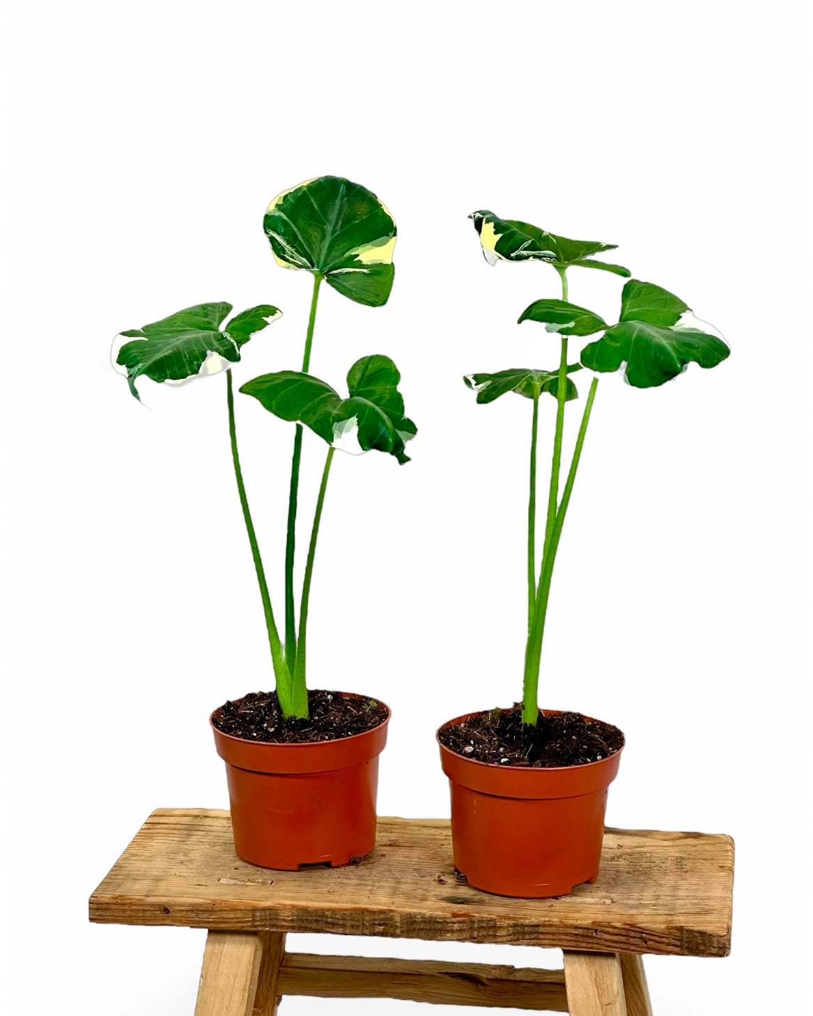Alocasia Mickey Mouse - Xanthosoma Monstrosum Variegata