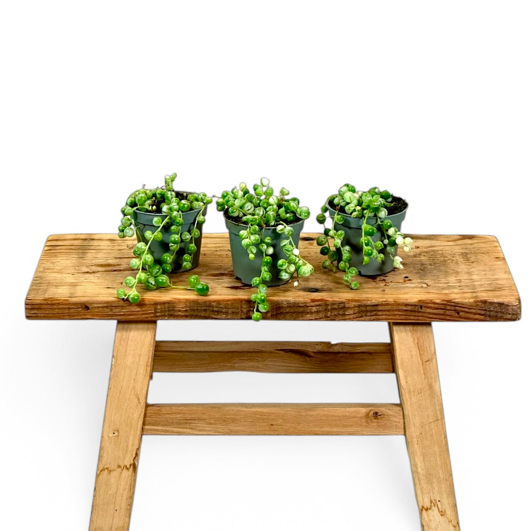 Senecio Herrieanus variegata ''String of Peral variegata'' - Baby plant