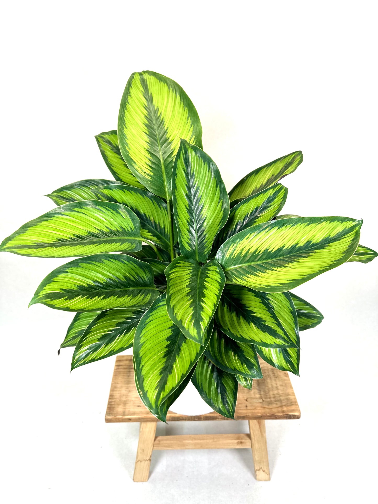 Calathea Beauty Star’