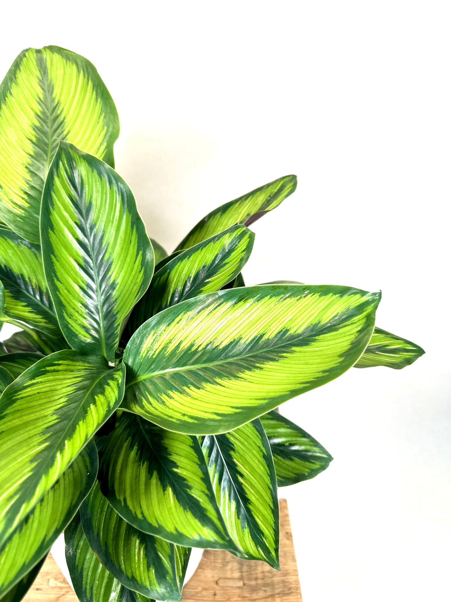 Calathea Beauty Star